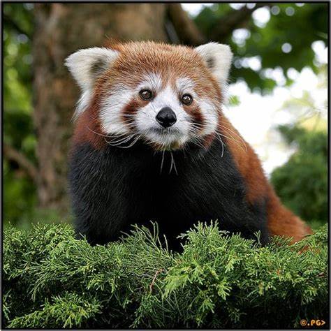 Red Panda
