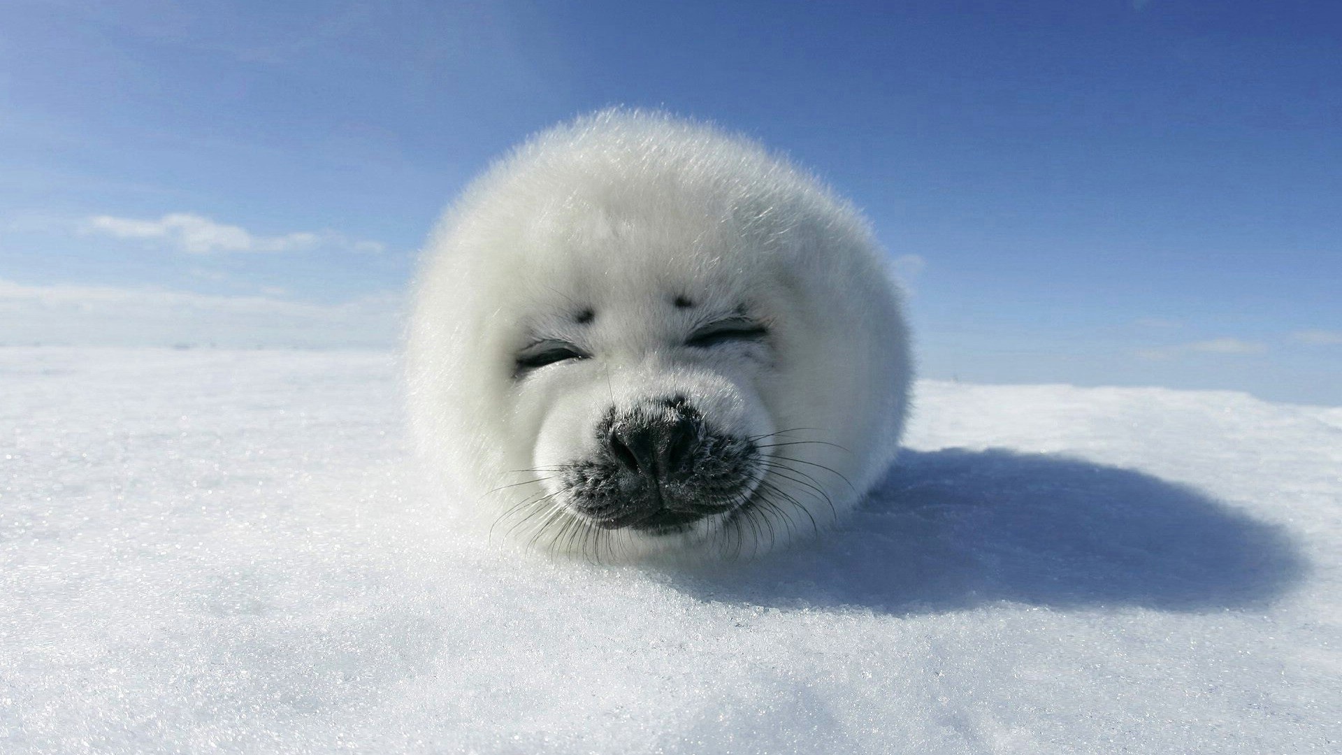 Seal